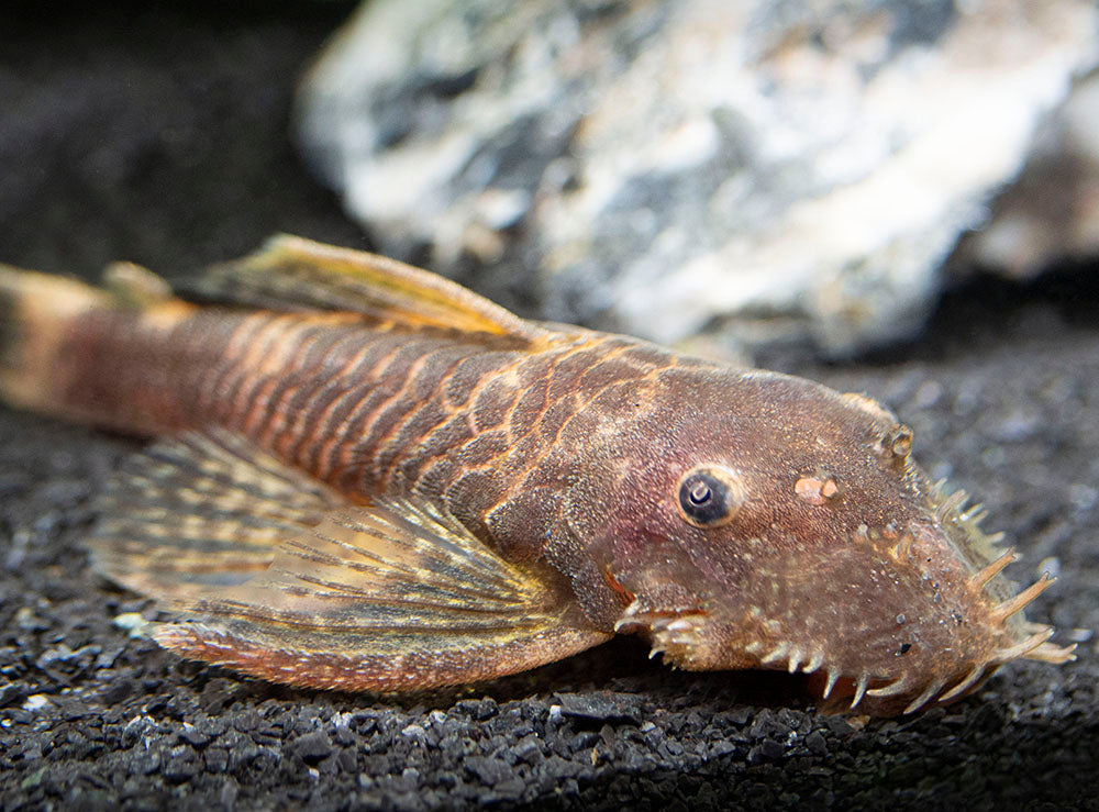 Ancistrus Calico